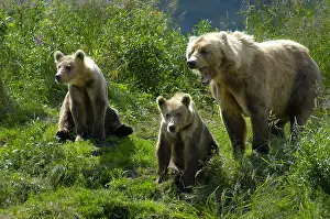 Kodiak: Grizzly Bear - Kodiak Grizzly Bear sow and cubs