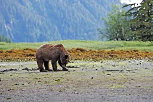 Clams: Grizzly Bear - looking for clams to eat on estuary