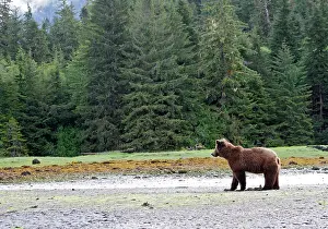 Clams: Grizzly Bear - looking for clams to eat on estuary