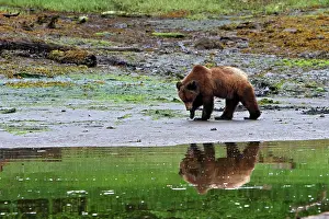 Clams: Grizzly Bear - looking for clams to eat on estuary beach