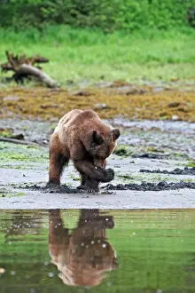 Clams: Grizzly Bear - looking for clams to eat on estuary beach