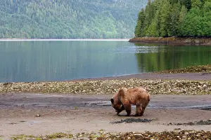 Habtiat: Grizzly Bear - looking for clams to eat on estuary beach