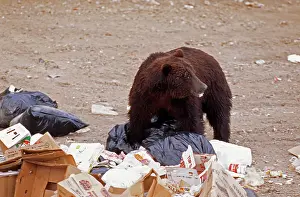Dustbin: GRIZZLY BEAR - LOOKS IN RUBBISH