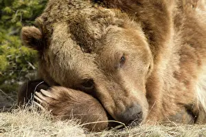Dozing: Grizzly Bear Montana, USA