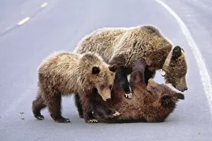 Radio: Grizzly bear mother and cubs on road