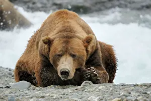 Thoughtful: Grizzly bear - old male