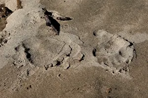 Pugmarks: Grizzly bear - paw prints on sand