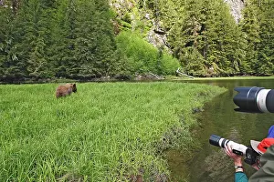 Photographing: Grizzly Bear - being photographed by tourists at
