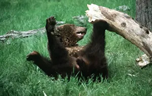 Upside: GRIZZLY BEAR - PLAYS WITH WOOD