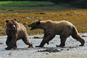 Quarreling: Grizzly Bear - two quarreling