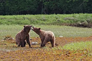 Quarreling: Grizzly Bear - two quarreling