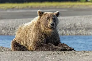 Relaxing: Grizzly bear resting on shoreline, Lake Clark National