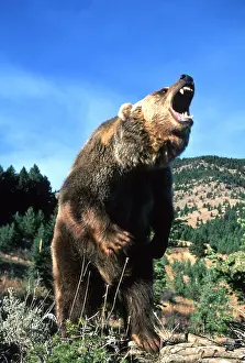 Francois Gohier: GRIZZLY BEAR roaring