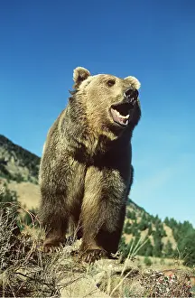 Level: GRIZZLY BEAR - roaring