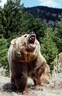 Dominance: GRIZZLY BEAR - ROARING