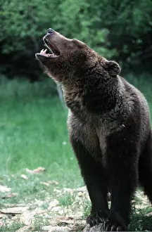Grizzly: GRIZZLY BEAR - ROARING