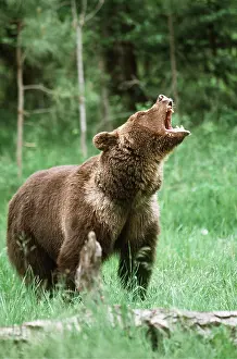 Grizzly: GRIZZLY BEAR - roaring