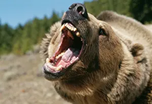 Roars: GRIZZLY BEAR - ROARS AT CAMERA