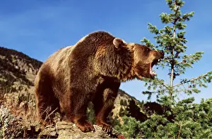 Level: GRIZZLY BEAR - on rock, roaring