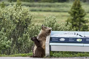 Rubbing: Grizzly Bear rubbing/scratching its back on sign