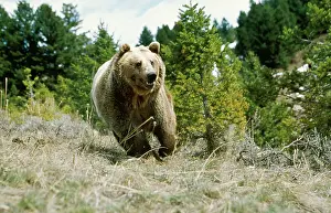 Charging: GRIZZLY BEAR - RUNNING