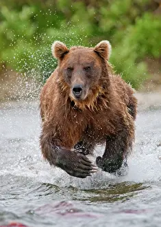 Arctos: Grizzly Bear - Salmon fishing in the river