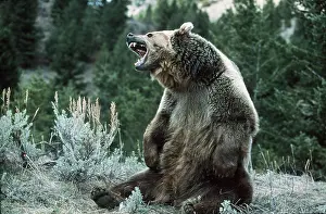 Grizzly: GRIZZLY BEAR - SITS AND ROARS