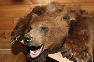Skins: Grizzly BEAR - skin / fur for sale, Longyerbyean