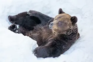 Hibernation: Grizzly Bear in the snow after emerging from hibernation