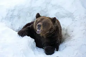 Hibernation: Grizzly Bear in the snow after emerging from hibernation