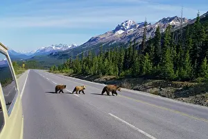 Encroachment: Grizzly bear sow with cubs crossing