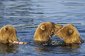 Cuddle: Grizzly bear sow and cubs playing in water (Grizzly) (Brown