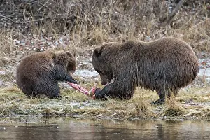 Peter Mather: Grizzly Bear sow fights with cub over a salmon carcass