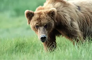 Coats: GRIZZLY BEAR - standing in grass