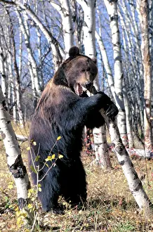 Birches: Grizzly Bear - Standing up, chewing on tree stump