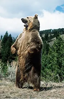 Rearing: GRIZZLY BEAR - STANDS & ROARS