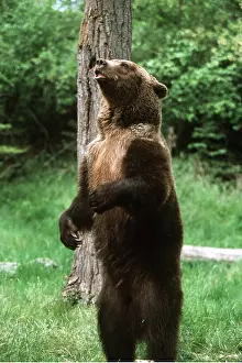 Grizzly: GRIZZLY BEAR - STANDS & ROARS