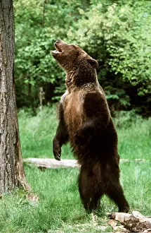 Rearing: GRIZZLY BEAR - STANDS & ROARS