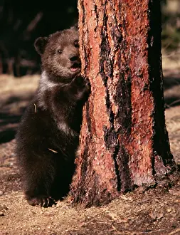Cheeky: Grizzly Bear - by tree