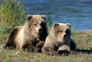 Twins: Grizzly BEAR - twin cubs lying together in grass