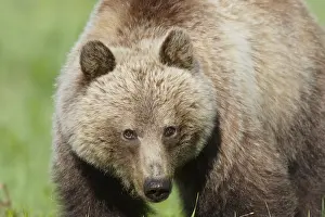 Grizzlies: Grizzly Bear (Ursus arctos). Banff National Park
