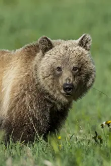 Grizzlies: Grizzly Bear (Ursus arctos). Banff National Park