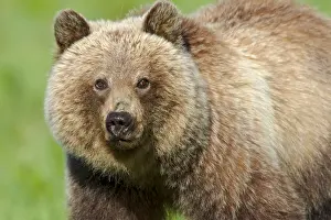 Grizzlies: Grizzly Bear (Ursus arctos). Banff National Park