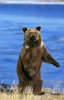 Horribilis: GRIZZLY BEAR (ursus arctos horribilis), ADULT STANDING