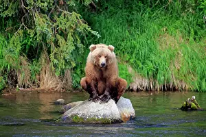 Katmai: Grizzly Bear (Ursus arctos horribilis) adult, sitting