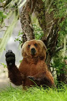 Apple: Grizzly Bear (Ursus arctos horribilis) adult, sc