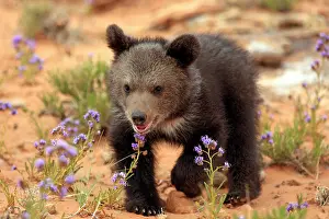Silvertip: Grizzly Bear (Ursus arctos horribilis), cub, Utah
