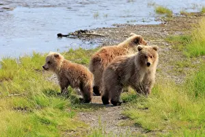 Katmai: Grizzly Bear (Ursus arctos horribilis) cubs at the