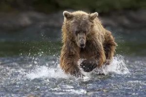 Biting: Grizzly Bear (Ursus arctos horribilis) hunting Pacific