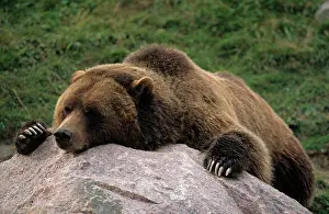 Katmai: Grizzly bear (Ursus arctos horribilis), Katmai N
